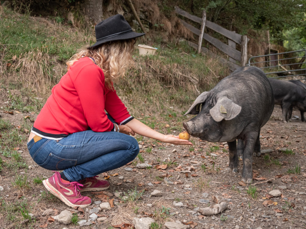 porc noir de bigorre saint lary