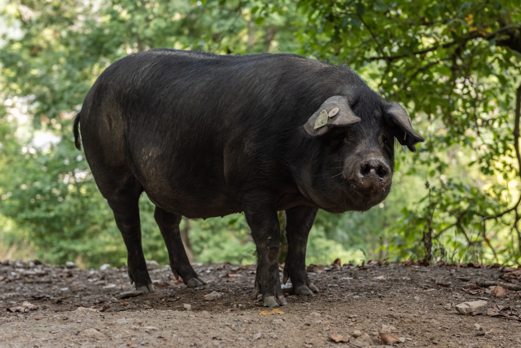 porc noir de bigorre saint lary