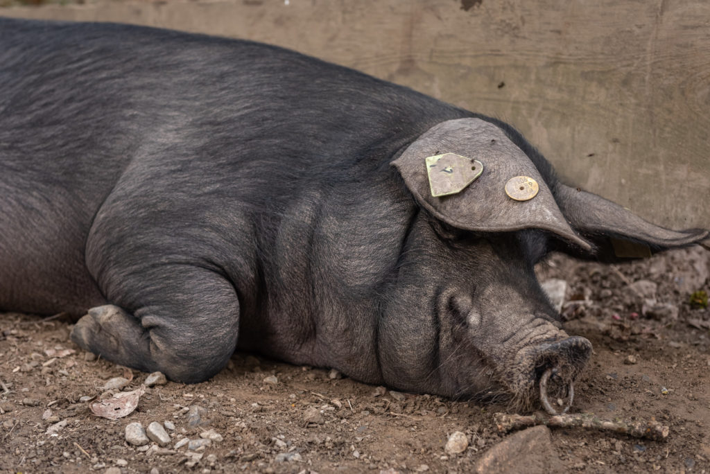 porc noir de bigorre saint lary