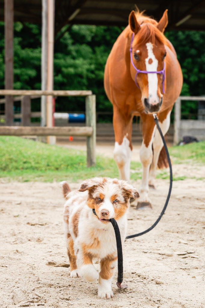 la cavalcade saint marcellin vercors isere aventures à cheval rando équestre