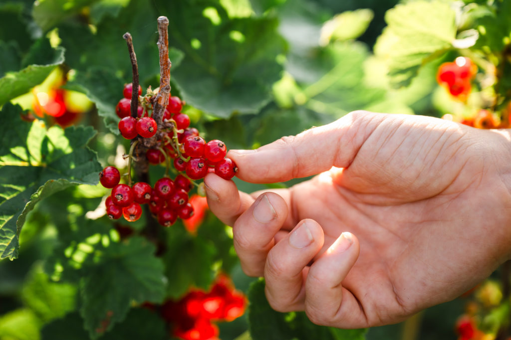 grange du haut saint marcellin 