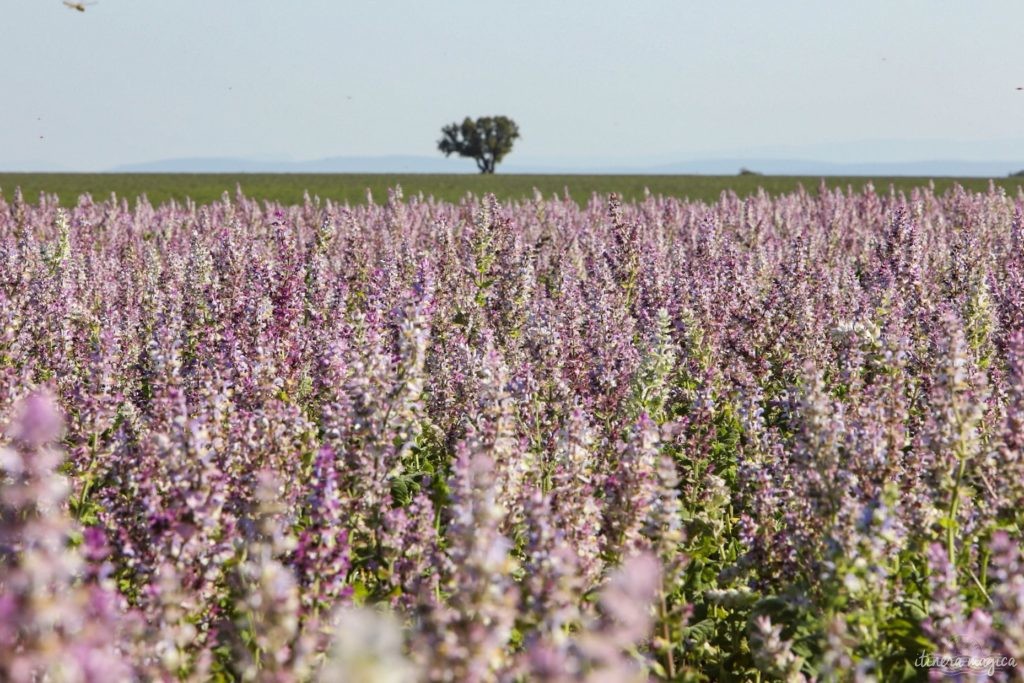 Must see in Provence: the best places to see in Provence, natural wonders of Provence