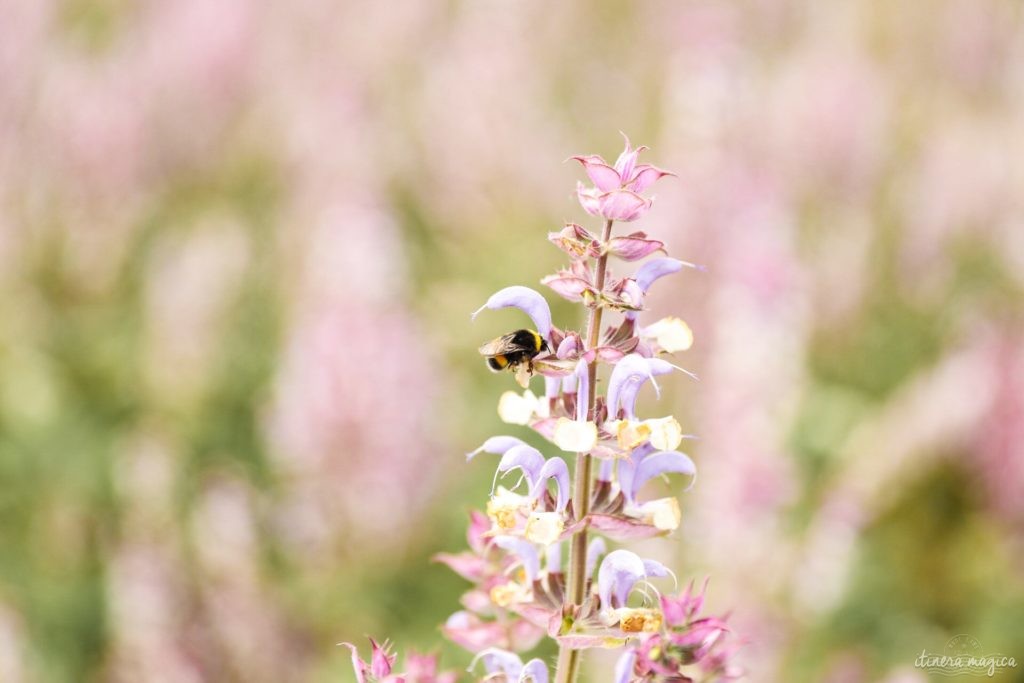 Must see in Provence: the best places to see in Provence, natural wonders of Provence