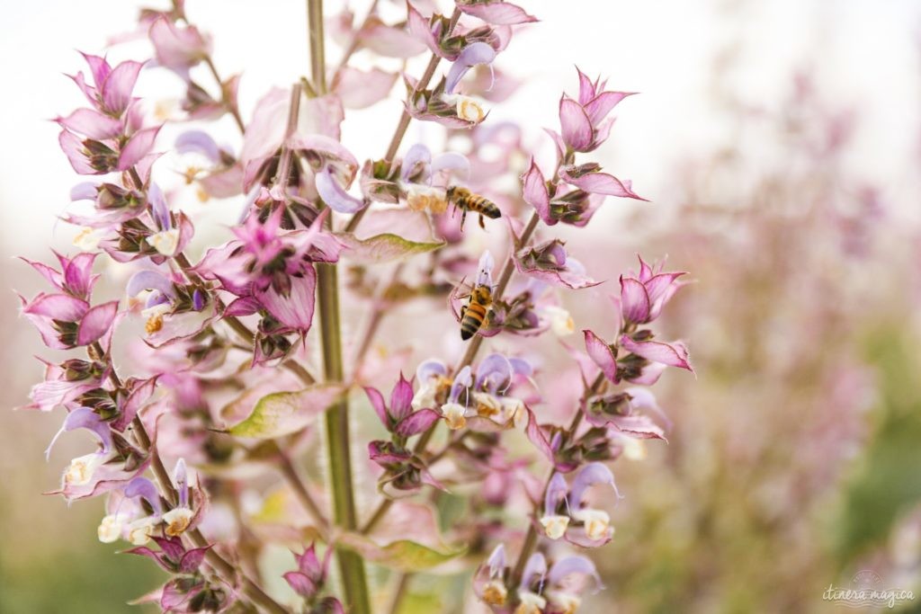 Must see in Provence: the best places to see in Provence, natural wonders of Provence