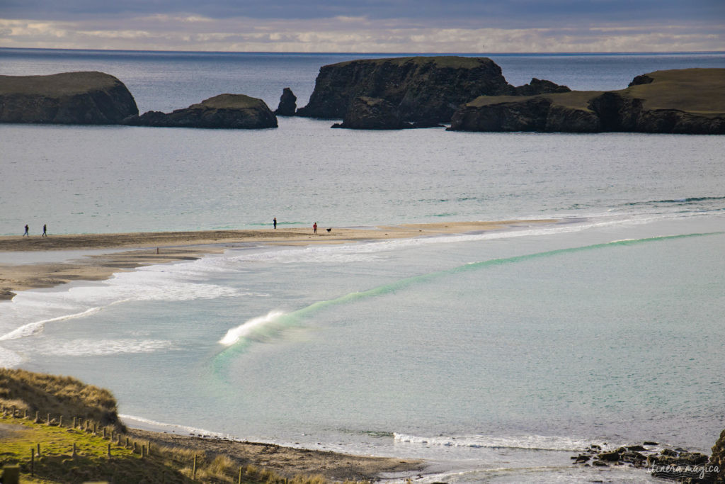 shetland