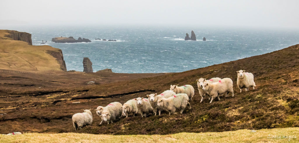shetland iles du nord