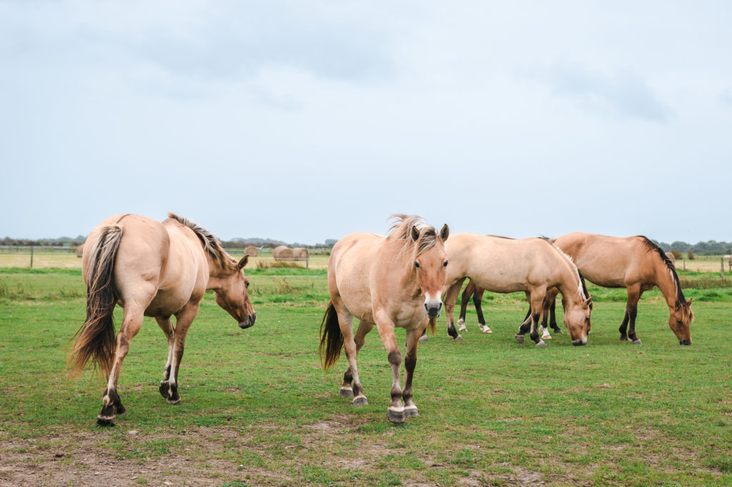 le cheval henson en baie de somme