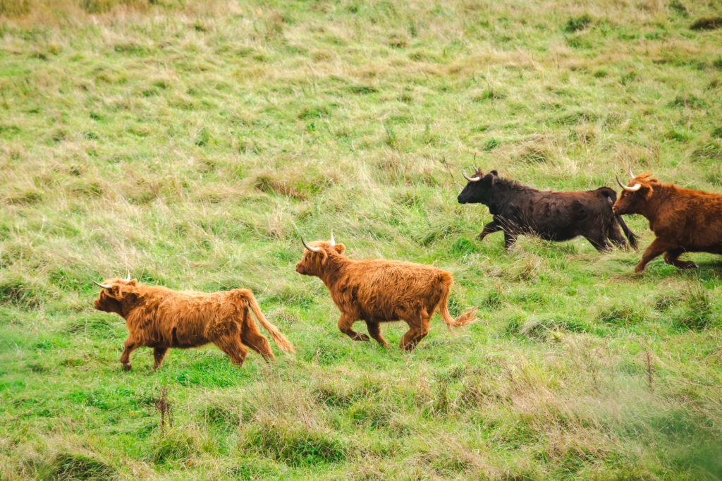 visiter la somme avec son chien 