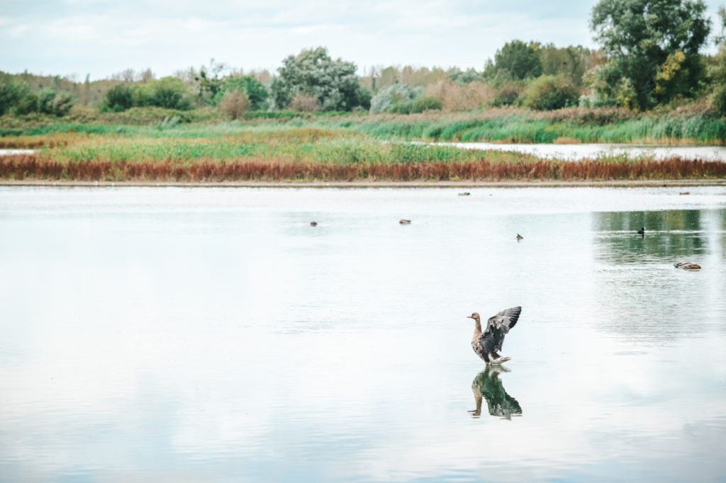 visiter la somme avec son chien 