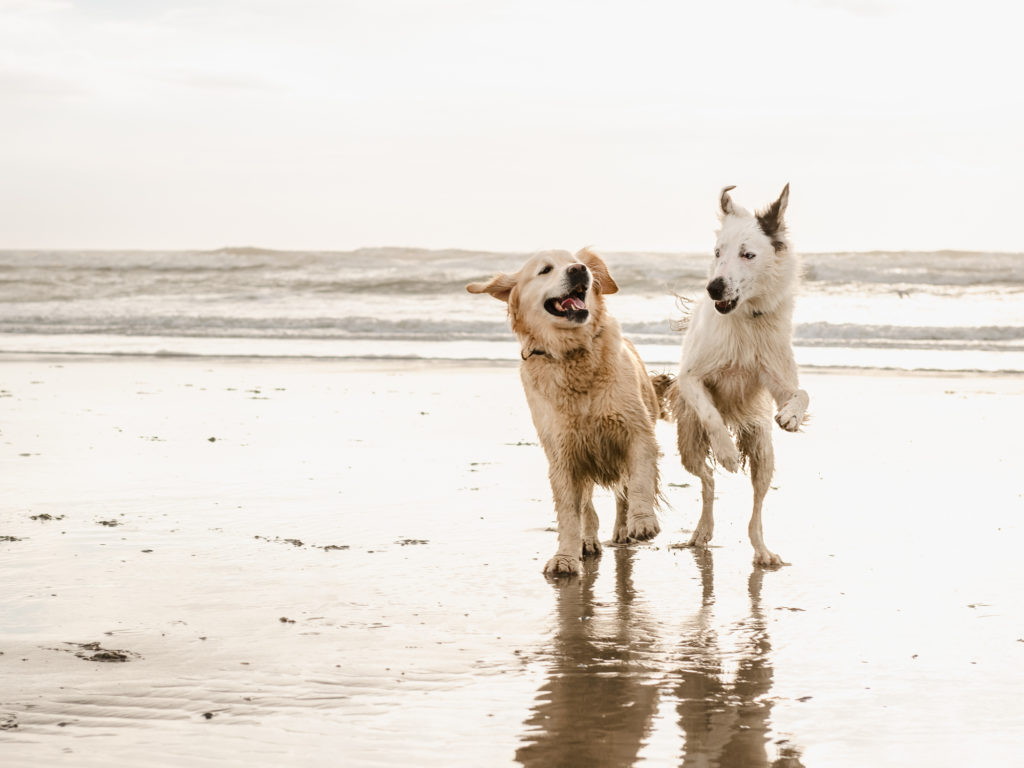 visiter la somme avec son chien 