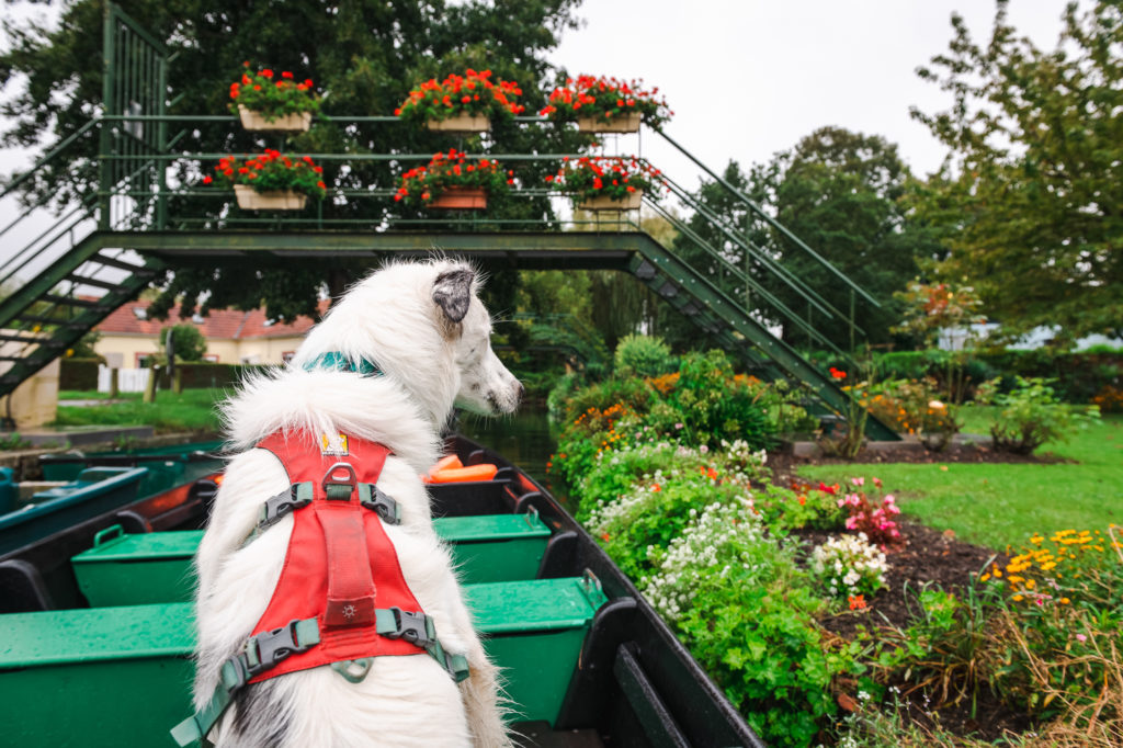 visiter amiens dans la somme avec son chien 