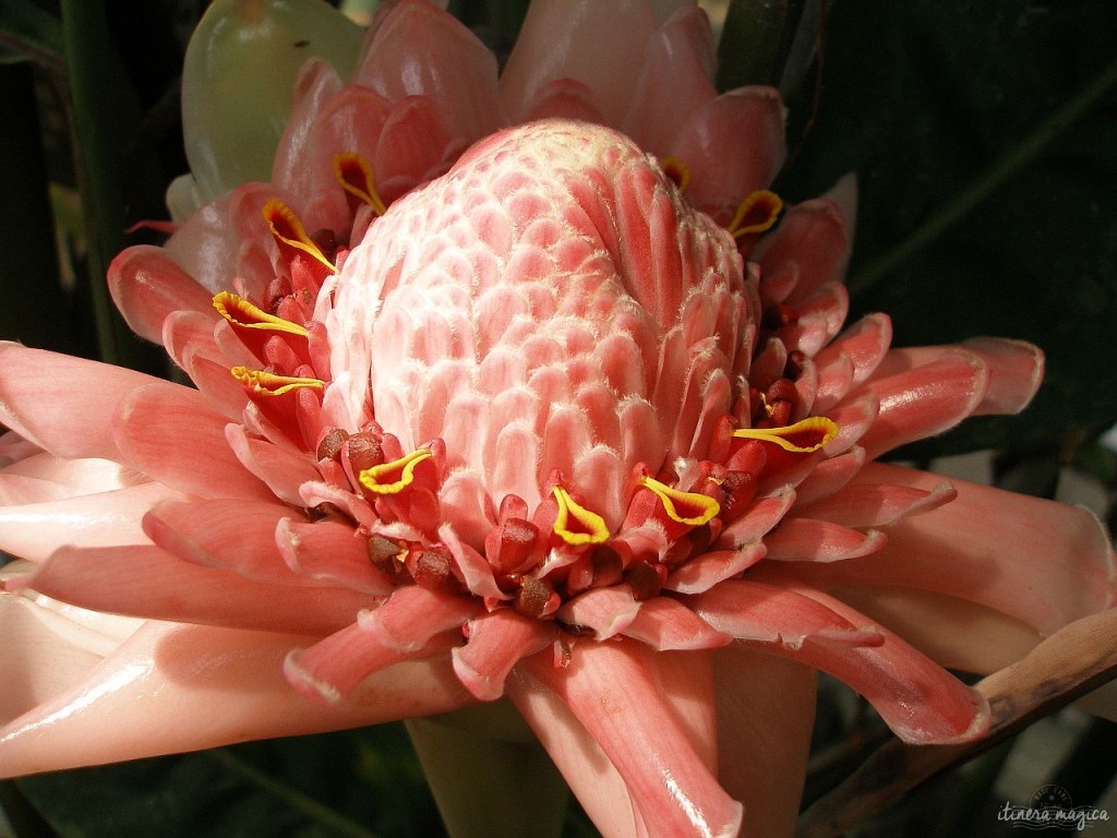 Ma fleur fétiche, la rose de porcelaine, n'était pas éclose dans le parc des Mamelles lors de ma visite. Photo prise par Tanakawho, source Wikipedia Commons.