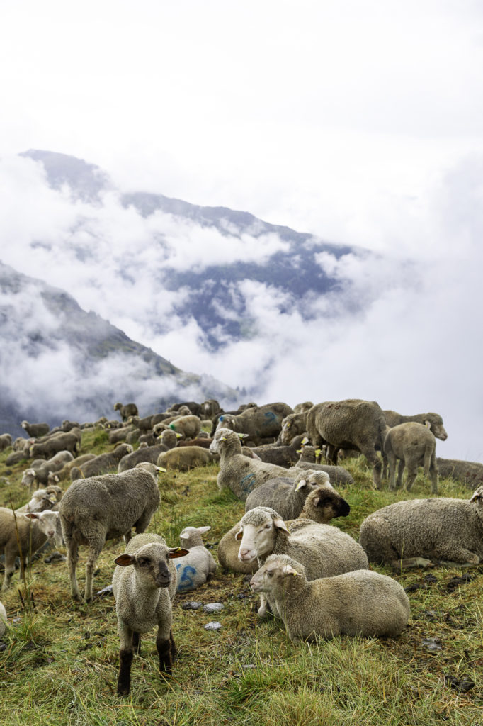 tour des glaciers de la vanoise randonnée au départ de pralognan