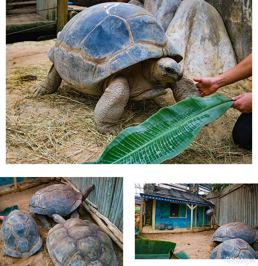 Que faire dans la Drôme ? Visiter la Ferme aux crocodiles ! Le paradis des reptiles: crocodiles, pythons, iguanes, tortues géantes, et bien d'autres animaux