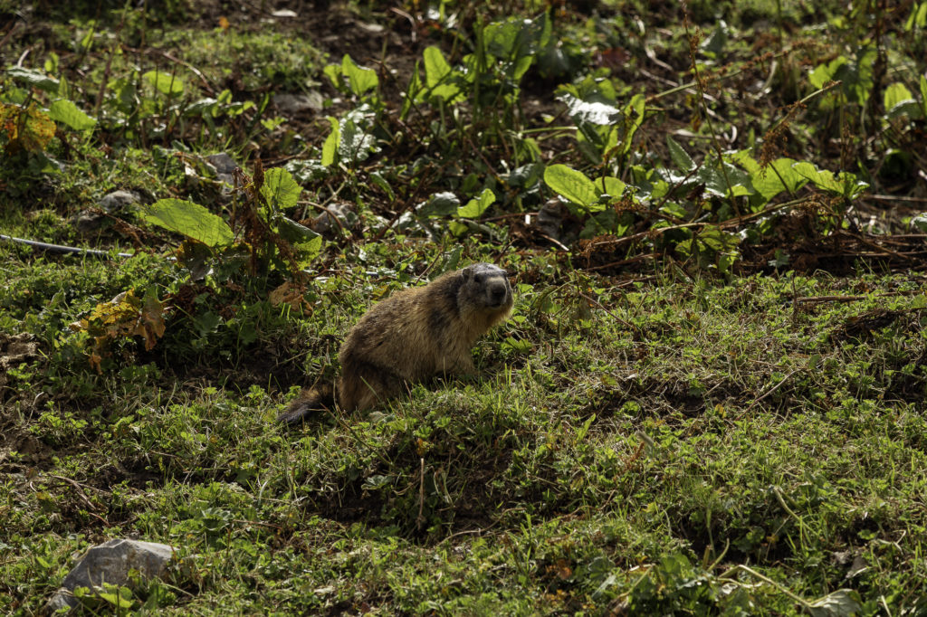 randonnée tour des glaciers de la vanoise 