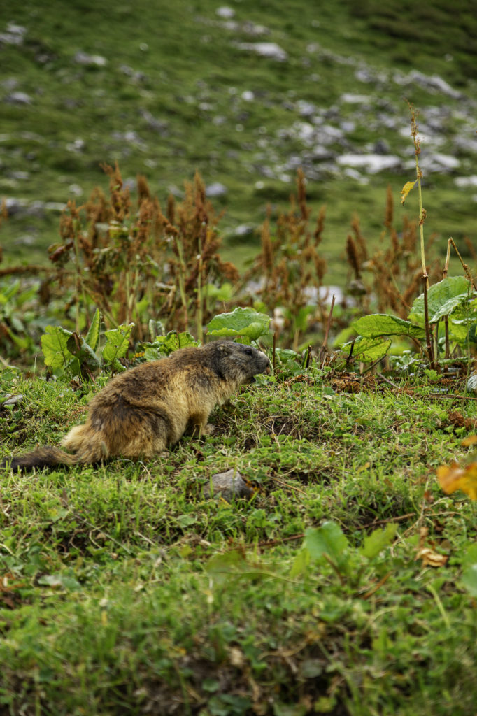 Marmotte en Vanoise 