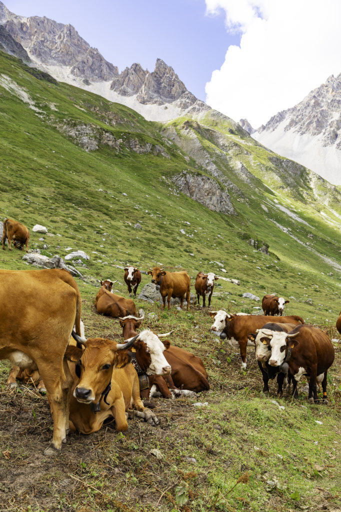 tour des glaciers de la vanoise randonnée au départ de pralognan