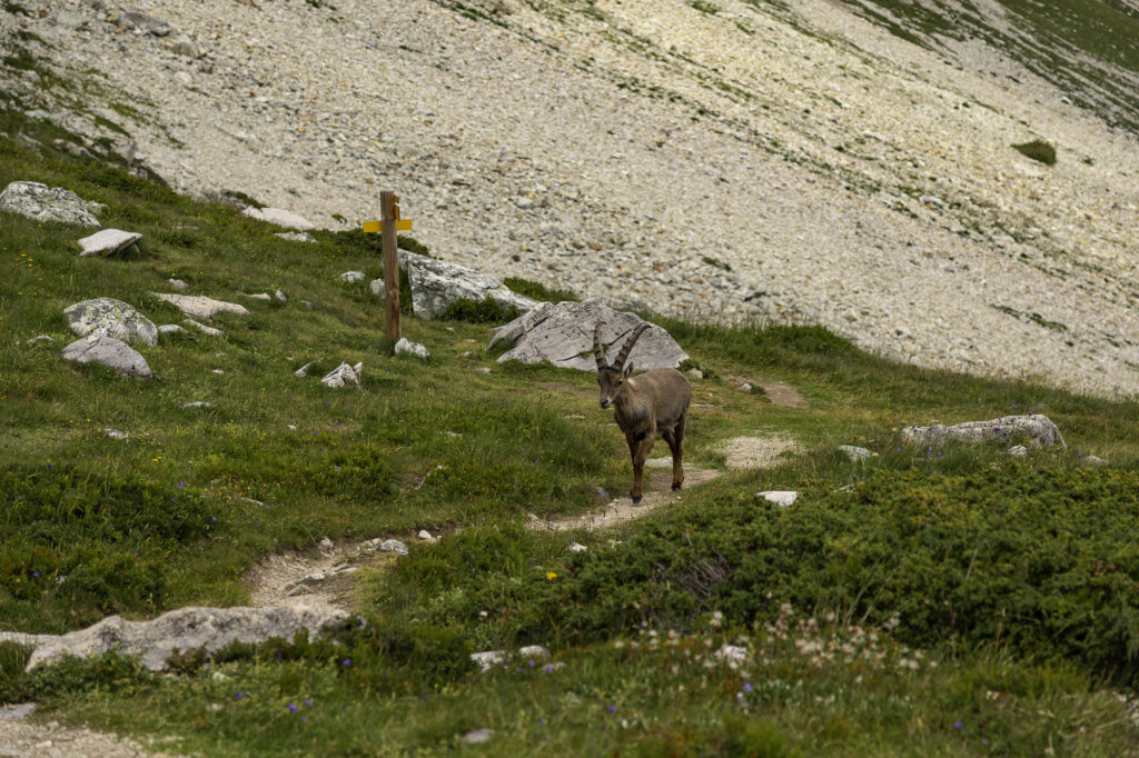 bouquetin vanoise