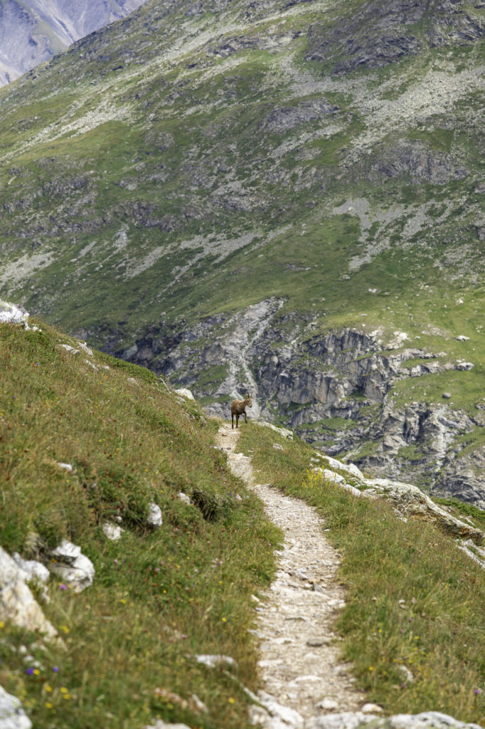 randonnée tour des glaciers de la vanoise 