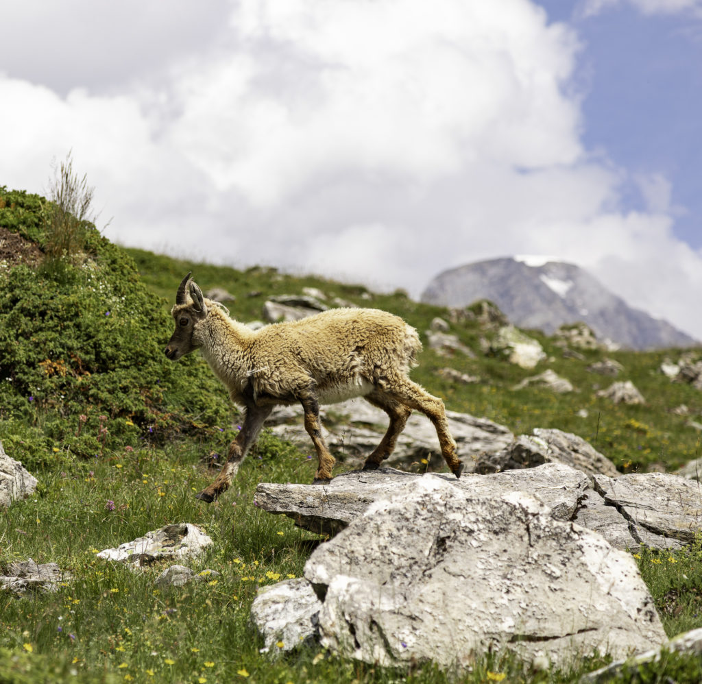 tour des glaciers de la vanoise sur 7 jours trek randonnée