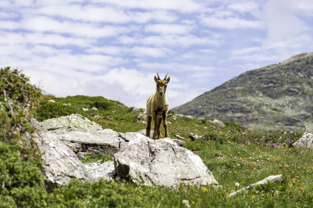 Randonner sur le tour des glaciers de la Vanoise, un sublime trek au départ de Pralognan-la-Vanoise en Savoie. 