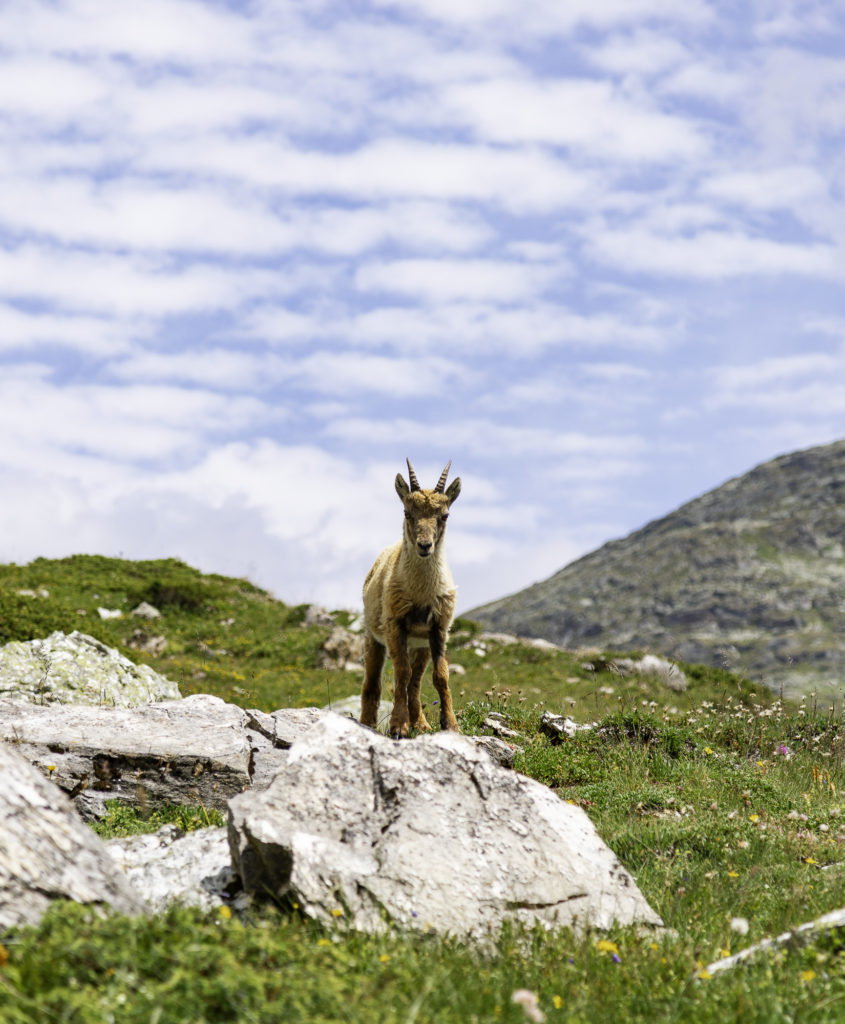 tour des glaciers de la vanoise sur 7 jours trek randonnée