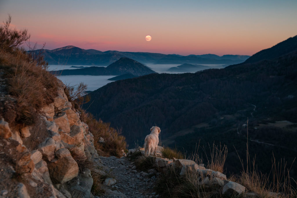 Pourquoi les chiens sont ils interdits dans le coeur du parc national des Ecrins ? 