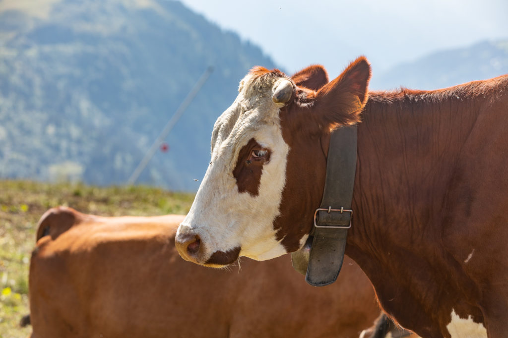 Que faire dans le Beaufortain : visite d'alpage aux Saisies et dégustation de fromage beaufort