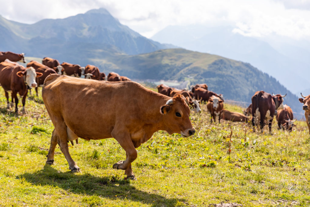 Que faire dans le Beaufortain : visite d'alpage aux Saisies et dégustation de fromage beaufort