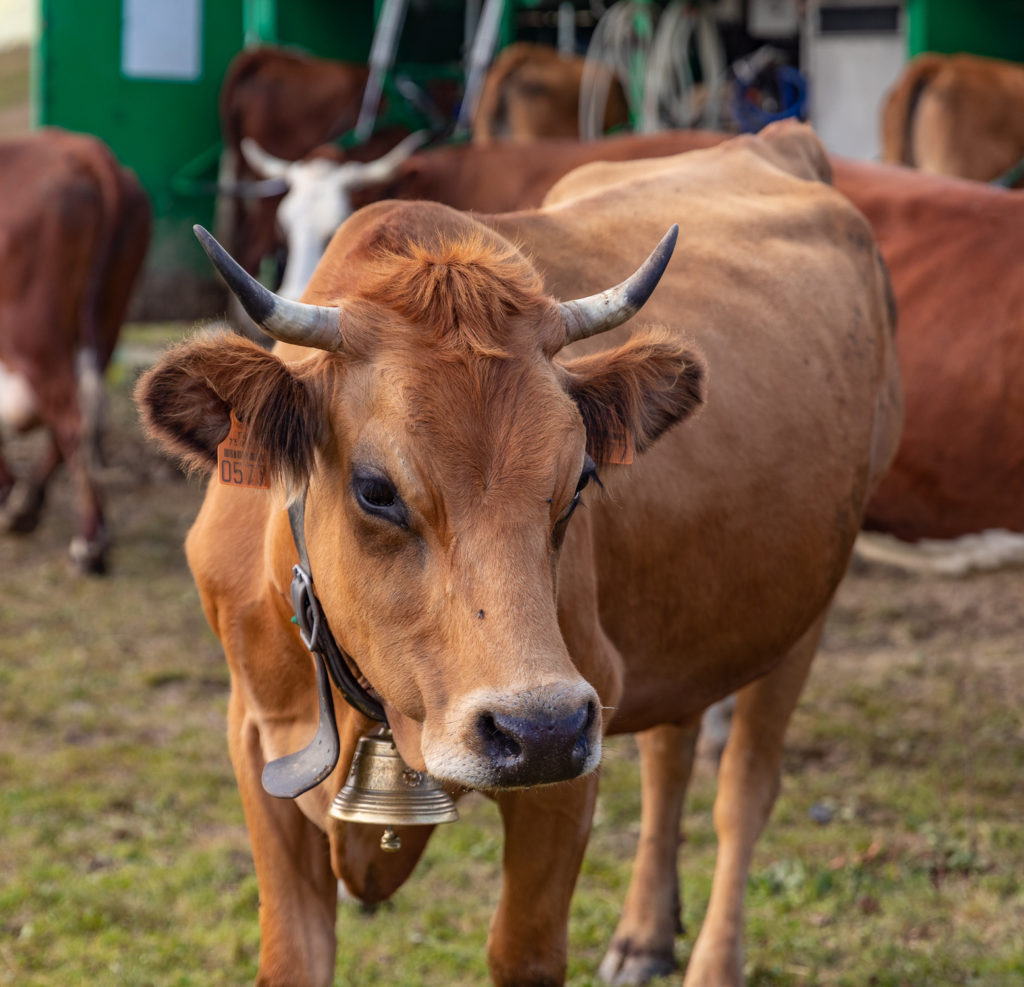 Que faire dans le Beaufortain : visite d'alpage aux Saisies et dégustation de fromage beaufort