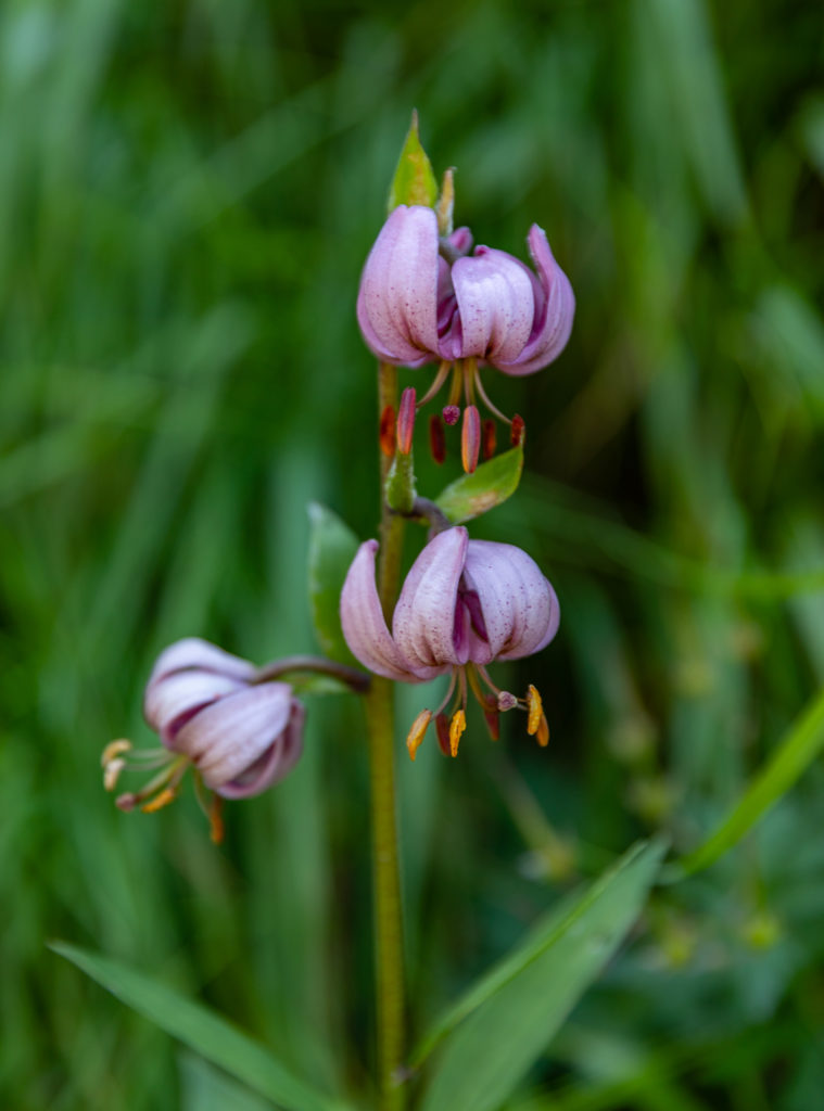 Randonnées en Val d'Hérens, randonnées à Arolla : lys martagon