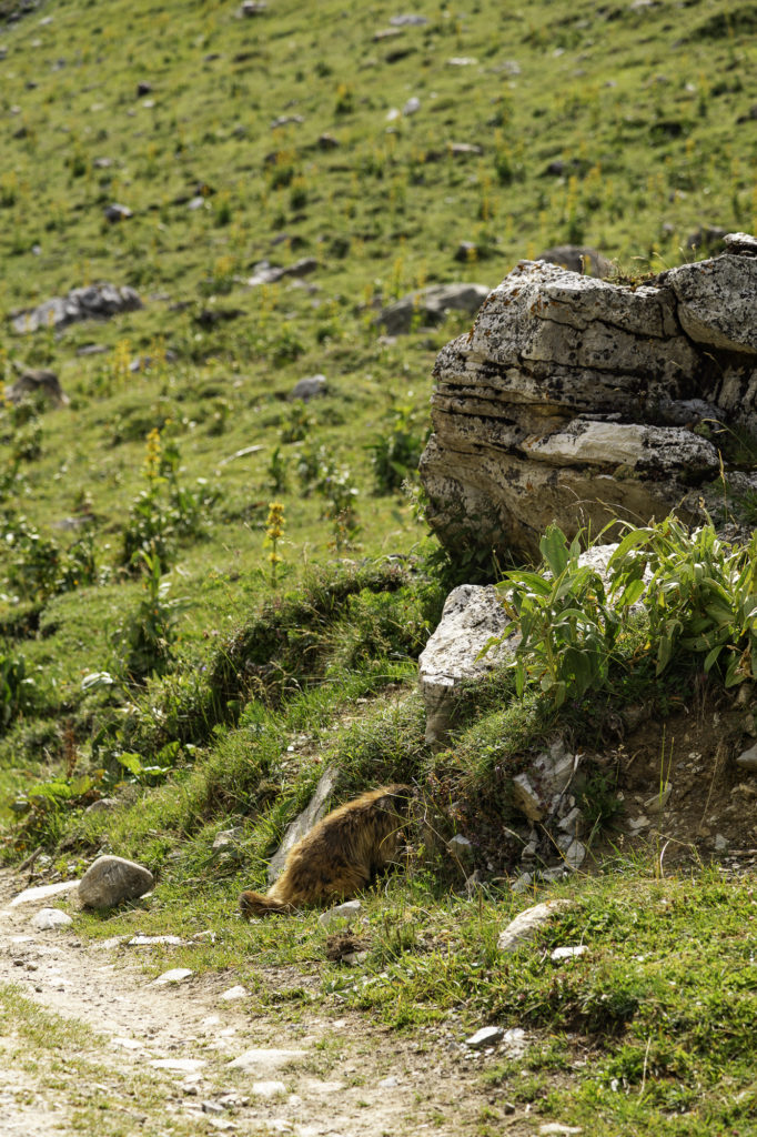tour des glaciers de la vanoise randonnée au départ de pralognan