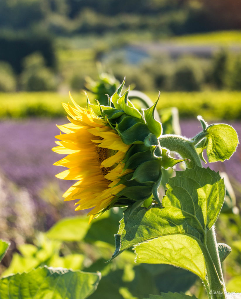 plus beaux sites naturels de provence