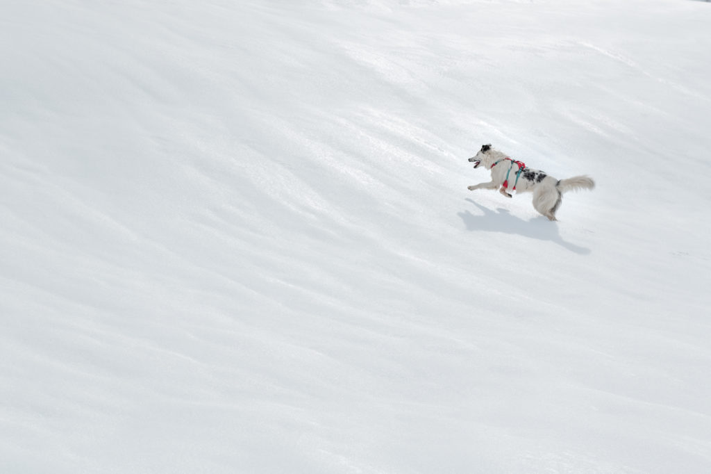 Madame Vacances au ski : partir avec son animal en vacances au ski. Résidence acceptant les chiens et chats
