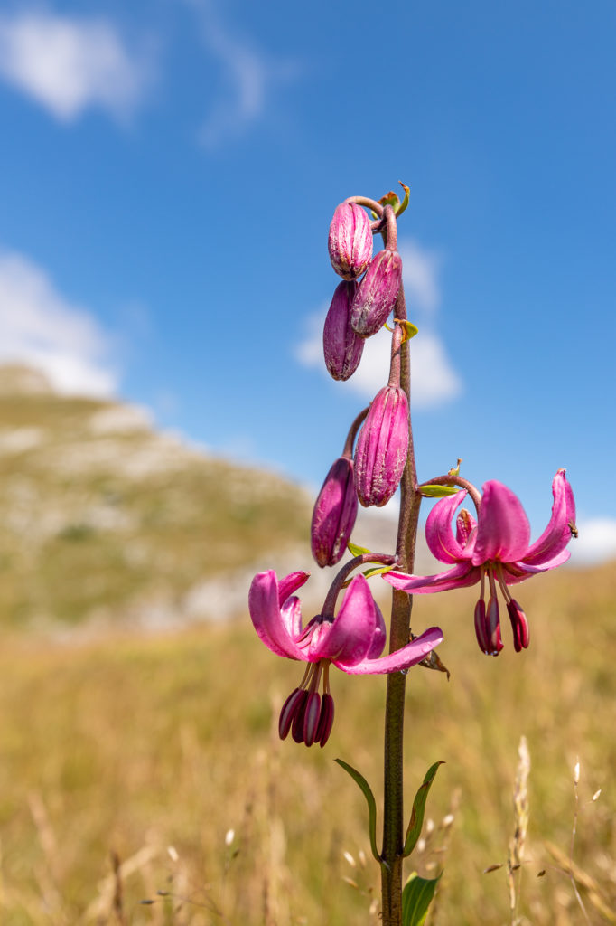 Que voir et que faire dans le Vercors drômois ? Le plateau d'Ambel en randonnée