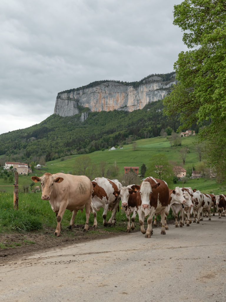 Que voir et que faire dans le Vercors drômois ? Visites de fermes, producteurs locaux et saveurs du Vercors