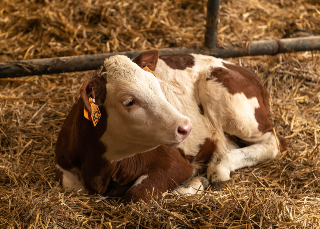 Que voir et que faire dans le Vercors drômois ? Visites de fermes, producteurs locaux et saveurs du Vercors