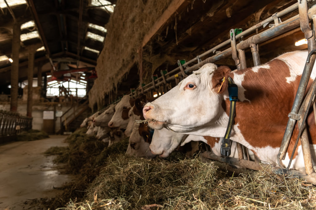 Que voir et que faire dans le Vercors drômois ? Visites de fermes, producteurs locaux et saveurs du Vercors