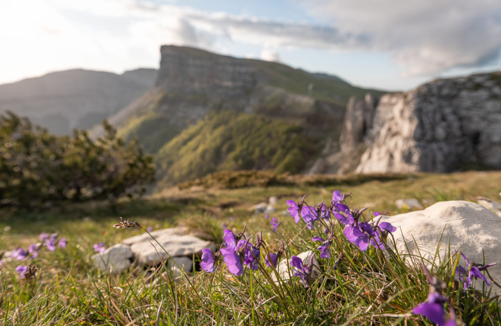 Que voir et que faire dans le Vercors drômois ? Randonnée à Font d'Urle