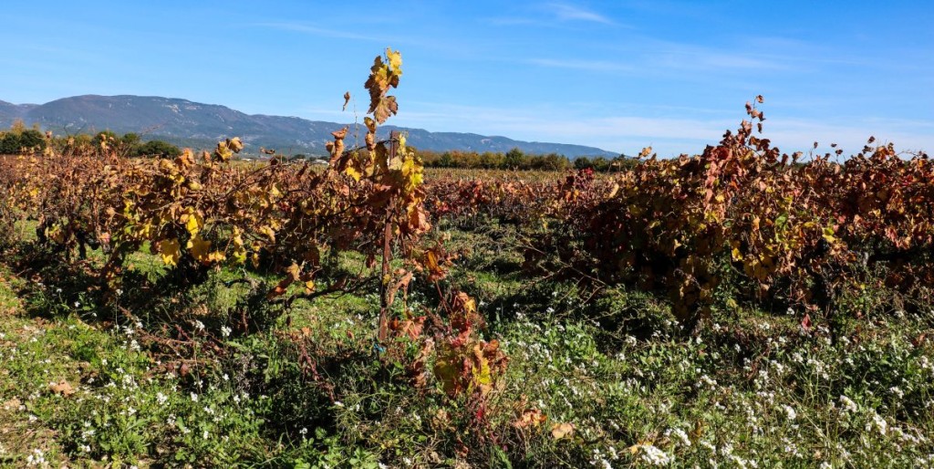 Weingut, mit dem Lubéron Gebirge im Hintergrund.