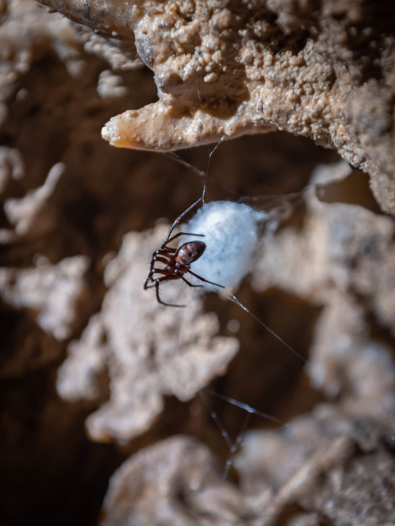 visiter villeneuve sur lot : la grotte de lastournelle