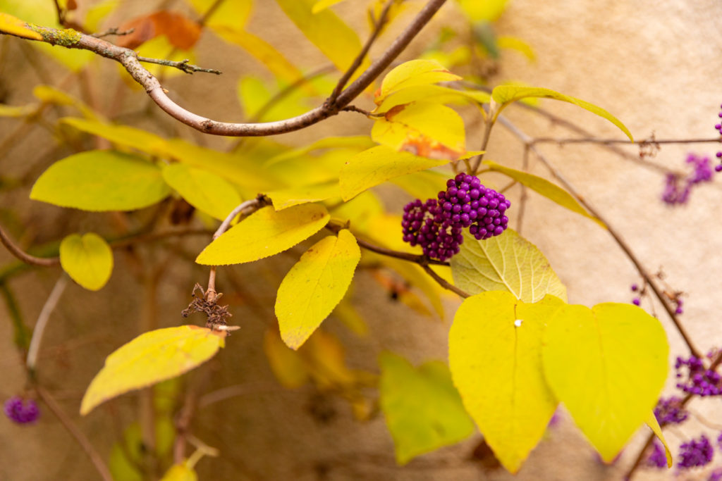 Visiter la Champagne entre automne et Noël : l'allée du champagne à Epernay, les maisons de champagne, Hautvillers, le marché de Noël de Reims, bonnes adresses à Reims...