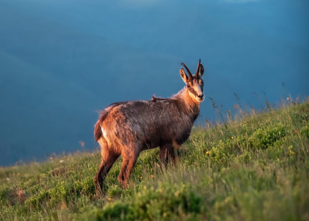 vosges chamois hohneck