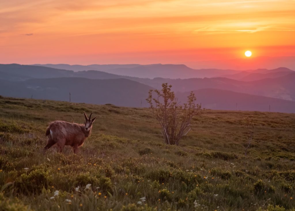 chamois hohneck