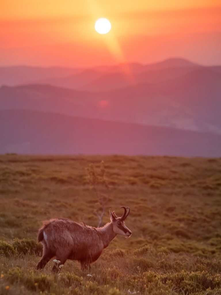 vosges chamois hohneck