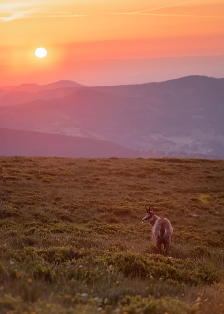 vosges chamois hohneck