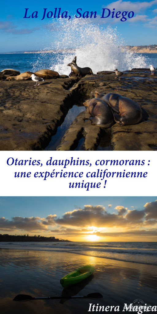 Voyage à San Diego : ne manquez pas La Jolla ! Jouer avec les otaries en toute liberté, faire du kayak au milieu des phoques… une destination californienne nature ! Travel in La Jolla, California