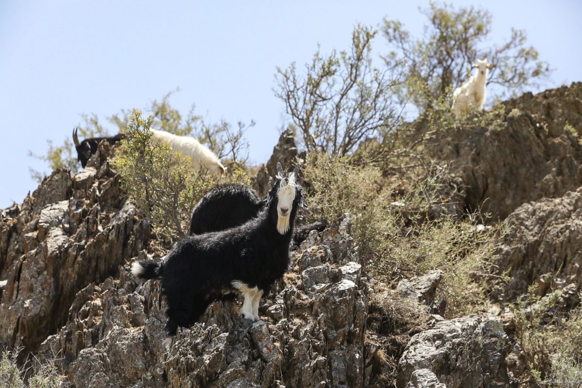 Partons pour un grand voyage en Ouzbékistan. De Samarcande à Boukhara en passant par la steppe, voici un itinéraire de rêve pour découvrir les incontournables d'Ouzbékistan.