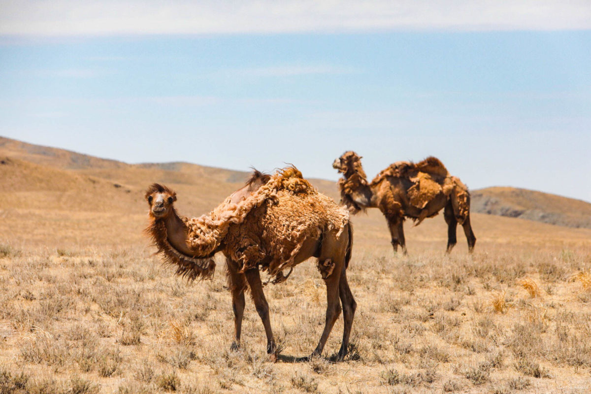 Partons pour un grand voyage en Ouzbékistan. De Samarcande à Boukhara en passant par la steppe, voici un itinéraire de rêve pour découvrir les incontournables d'Ouzbékistan.