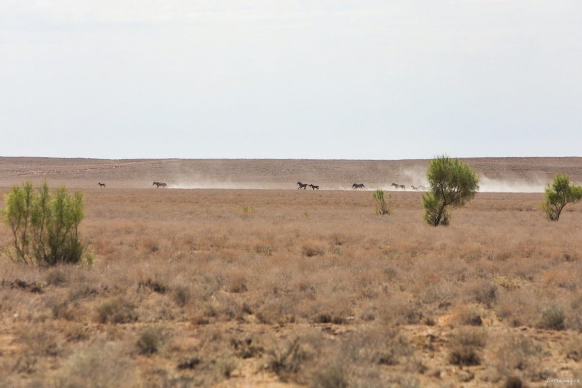 Partons pour un grand voyage en Ouzbékistan. De Samarcande à Boukhara en passant par la steppe, voici un itinéraire de rêve pour découvrir les incontournables d'Ouzbékistan.